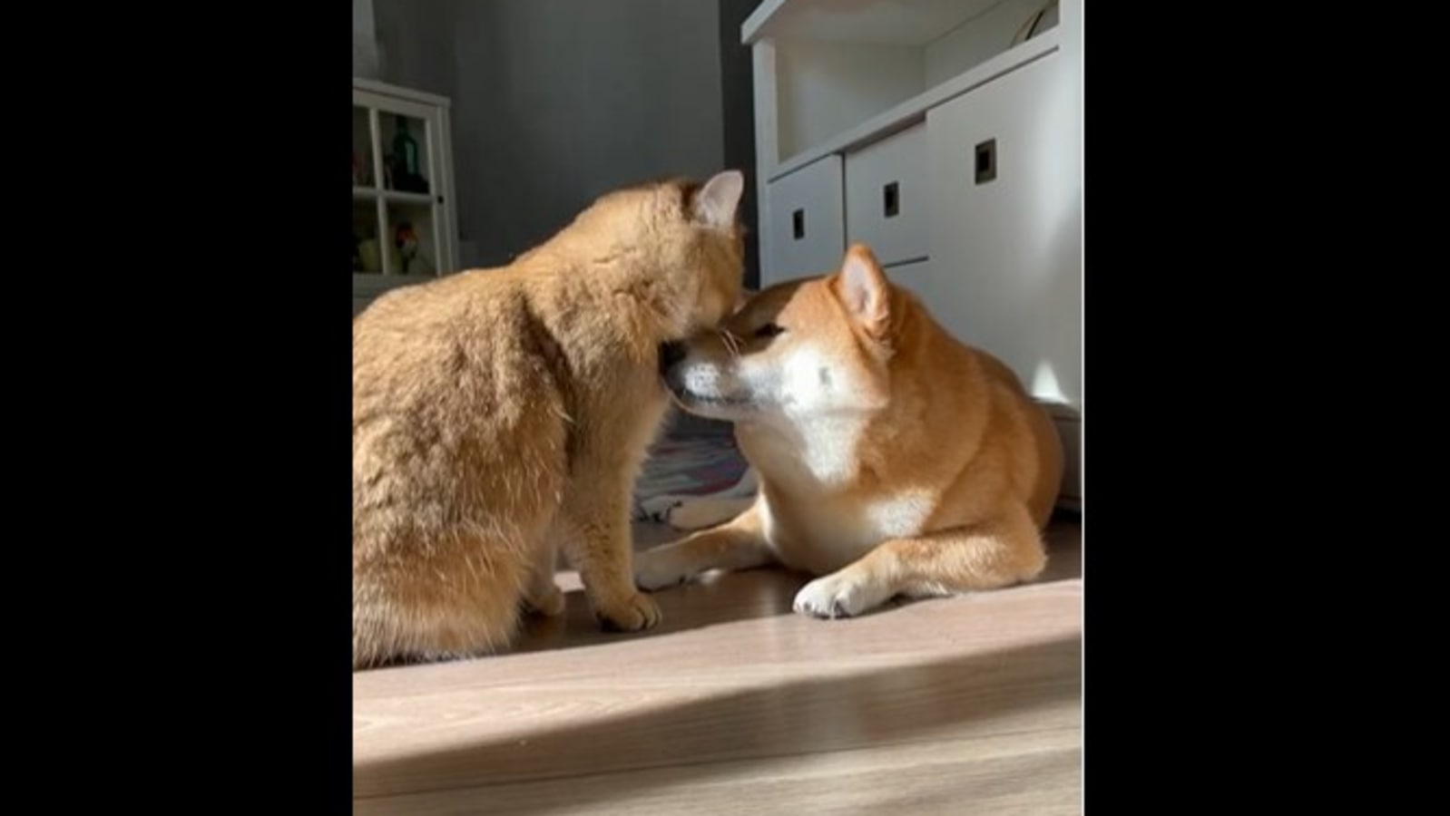 So this is love': bond between Instagram cat and dog duo melts ...