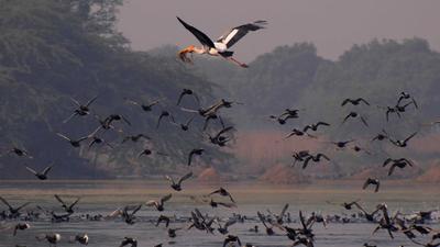 The Sultanpur National Park supports more than 220 species of resident, winter migratory and local migratory waterbirds at critical stages of their life cycles. (HT Archive) The Sultanpur National Park supports more than 220 species of resident, winter migratory and local migratory waterbirds at critical stages of their life cycles. (HT Archive)