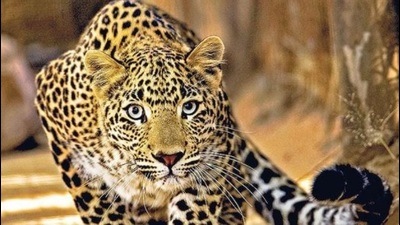 The injured were working in the fields when they were attacked by the leopard. (HT File Photo)
