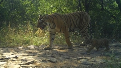 Camera traps at the forest captured the images of the tigress with her cubs onSaturday (Rajasthan Forest Department) Camera traps at the forest captured the images of the tigress with her cubs onSaturday (Rajasthan Forest Department)