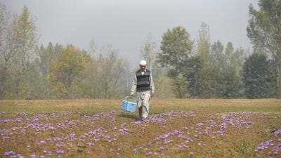 A farmer seen at a saffron field in Pampore of Jammu and Kashmir on Monday. Met officials say there are chances of scattered rain at isolated places in the valley on November 2 and 5 but the impact won’t be much. (Waseem Andrabi/HT)