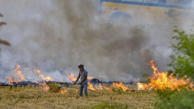 On Sunday, Punjab's Tarn Taran district reported the highest--285--stubble burning incidents followed by Ferozepur (279), Sangrur (244), Barnala (199), Muktsar (198), Patiala (194), and Ludhiana (185). (PTI Photo) On Sunday, Punjab's Tarn Taran district reported the highest--285--stubble burning incidents followed by Ferozepur (279), Sangrur (244), Barnala (199), Muktsar (198), Patiala (194), and Ludhiana (185). (PTI Photo)