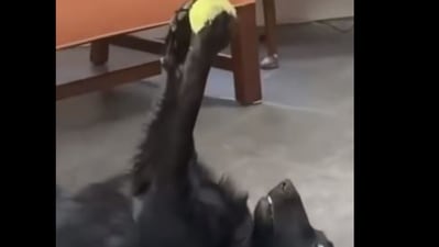 Dog showers love to his ball. (Instagram/@dogsofinstagram)