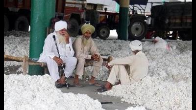 About 2,080 quintal cotton was purchased by private buyers in Muktsar on November 1 and to date the district has reported sale of 1.31 lakh quintals. About 2,080 quintal cotton was purchased by private buyers in Muktsar on November 1 and to date the district has reported sale of 1.31 lakh quintals.