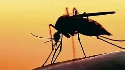 Indonesian researchers breed 'good' mosquitoes to combat dengue (Picture for representation) Indonesian researchers breed 'good' mosquitoes to combat dengue (Picture for representation)