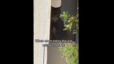Jealous of kitten, cat gives death stare to human from window pane. (instagram/@chiiinstacat) Jealous of kitten, cat gives death stare to human from window pane. (instagram/@chiiinstacat)