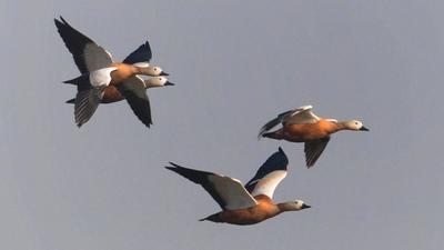 With migratory birds starting to arrive in Chandigarh, the UT animal husbandry department is gearing up to prevent avian influenza this season.
