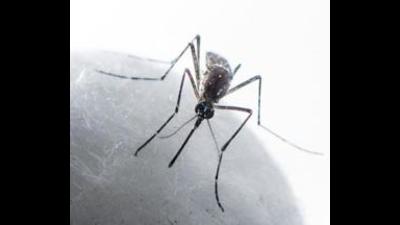 he total count of confirmed dengue patients in Ludhiana district has reached 1,257, while 3,101 patients are suspected to have contracted the disease (HT file)