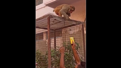 Monkey returns specs in exchange for pack of Frooti. (instagram/@adhityaiyer)