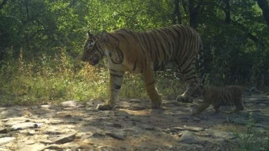 Camera traps at the forest captured the images of the tigress with her cubs onSaturday (Rajasthan Forest Department)