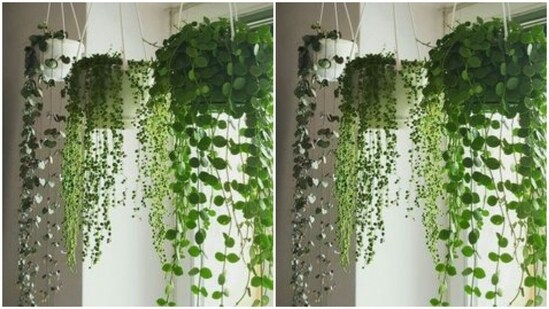 Diwali Is Also The Time Of The Year When The Air Pollution Reaches Its Maximum Due To The Smoke And Pollutants Emitted By The Firecrackers. A Thoughtful Gift, At This Point Of Time Would Be Indoor Plants. Let Your Loved Ones Know That You Care About The Air They Breathe In.(Https://In.pinterest.com/)
