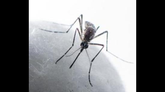he total count of confirmed dengue patients in Ludhiana district has reached 1,257, while 3,101 patients are suspected to have contracted the disease (HT file)