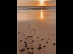 Turtle hatchlings walking towards the ocean, on the Nihiwatu beach.(instagram/@nihi) Turtle hatchlings walking towards the ocean, on the Nihiwatu beach.(instagram/@nihi)