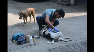 An animal lover treats a dog. Vigilance squads have been formed to protect animals from fireworks this Diwali in Thane, Kalyan and Ambernath. (PRAFUL GANGURDE/HT PHOTO)