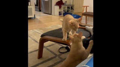 The cat after getting bamboozled by its kitty friend instead of the light. (instagram/@Lamy2Kluvah)