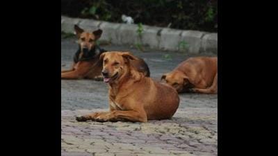 As per experts from GADVASU, dogs may develop a permanent sound phobia or excessive fear of loud noises and may develop epilepsy and other nervous signs due to bursting of crackers during Diwali. (HT PHOTO) As per experts from GADVASU, dogs may develop a permanent sound phobia or excessive fear of loud noises and may develop epilepsy and other nervous signs due to bursting of crackers during Diwali. (HT PHOTO)