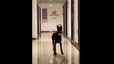 The playful Doberman doggo jumps towards the camera, its floppy ears bouncing on beat.&nbsp; (instagram/@doberman.dobi)