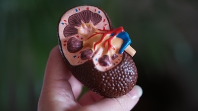 The world's largest study of the link between temperature changes and kidney disease has revealed that 7.4 per cent of all hospitalisations for renal disease can be attributed to an increase in temperature. (Unsplash) The world's largest study of the link between temperature changes and kidney disease has revealed that 7.4 per cent of all hospitalisations for renal disease can be attributed to an increase in temperature. (Unsplash)