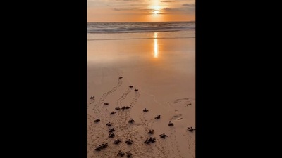 Turtle hatchlings walking towards the ocean, on the Nihiwatu beach. (instagram/@nihi) Turtle hatchlings walking towards the ocean, on the Nihiwatu beach. (instagram/@nihi)