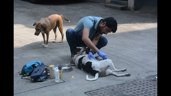An animal lover treats a dog. Vigilance squads have been formed to protect animals from fireworks this Diwali in Thane, Kalyan and Ambernath. (PRAFUL GANGURDE/HT PHOTO)