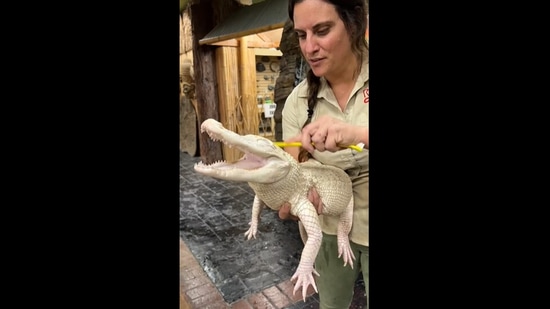 Coconut the alligator enjoying a scrub at The Reptile Zoo. &nbsp;(Instagram/@thereptilezoo)