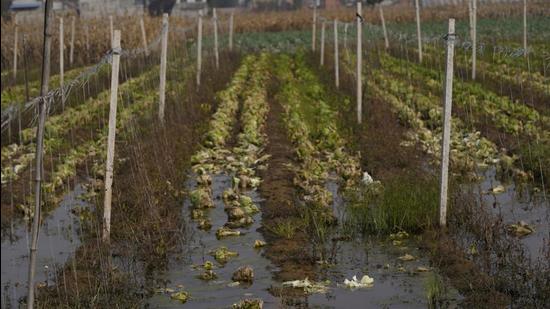 Vegetables rot in water logged fields months after torrential rain flooded the region of Zhaoguo village in central China’s Henan province on October 22, 2021. China has asked families to stock up daily necessities, triggering speculation. (AP) Vegetables rot in water logged fields months after torrential rain flooded the region of Zhaoguo village in central China’s Henan province on October 22, 2021. China has asked families to stock up daily necessities, triggering speculation. (AP)