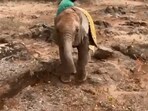 The image shows a baby elephant named Kerrio.(Twitter/@@SheldrickTrust)
