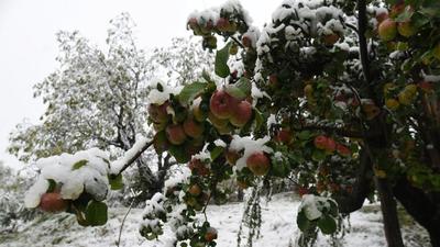 The untimely snow in J&K led to a demand for compensation from apple orchard owners and the government has started the process. (HT FILE ) The untimely snow in J&K led to a demand for compensation from apple orchard owners and the government has started the process. (HT FILE )