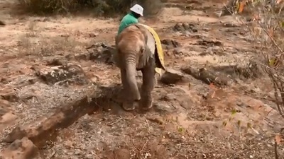 The image shows a baby elephant named Kerrio. (Twitter/@@SheldrickTrust)