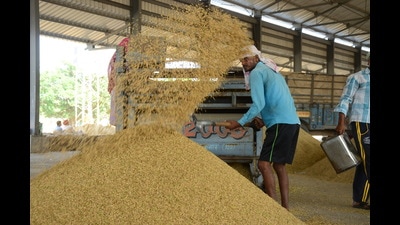 Long-grained Basmati varieties are purchased by private traders. There is no stability in prices of Basmati varieties. (HT File) Long-grained Basmati varieties are purchased by private traders. There is no stability in prices of Basmati varieties. (HT File)