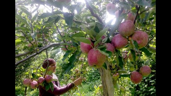 Himachal Pradesh’s apple growing belt is spread over Shimla, Kinnaur and Kullu besides parts of Mandi and Sirmaur districts, comprising 16 assembly segments. (HT file photo)