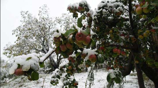 The untimely snow in J&K led to a demand for compensation from apple orchard owners and the government has started the process. (HT FILE )