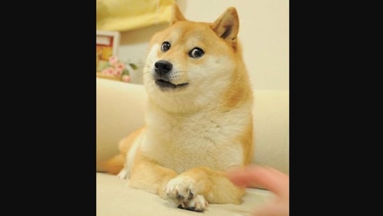 The image shows Kabosu, the dog behind the doge meme.(Instagram/@weratedogs)