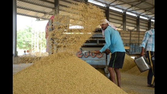 Long-grained Basmati varieties are purchased by private traders. There is no stability in prices of Basmati varieties. (HT File)