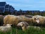 Sheep graze and rest at a solar farm at Cornell University in Ithaca, N.Y., Friday, Sept. 24, 2021. (AP) Sheep graze and rest at a solar farm at Cornell University in Ithaca, N.Y., Friday, Sept. 24, 2021. (AP)