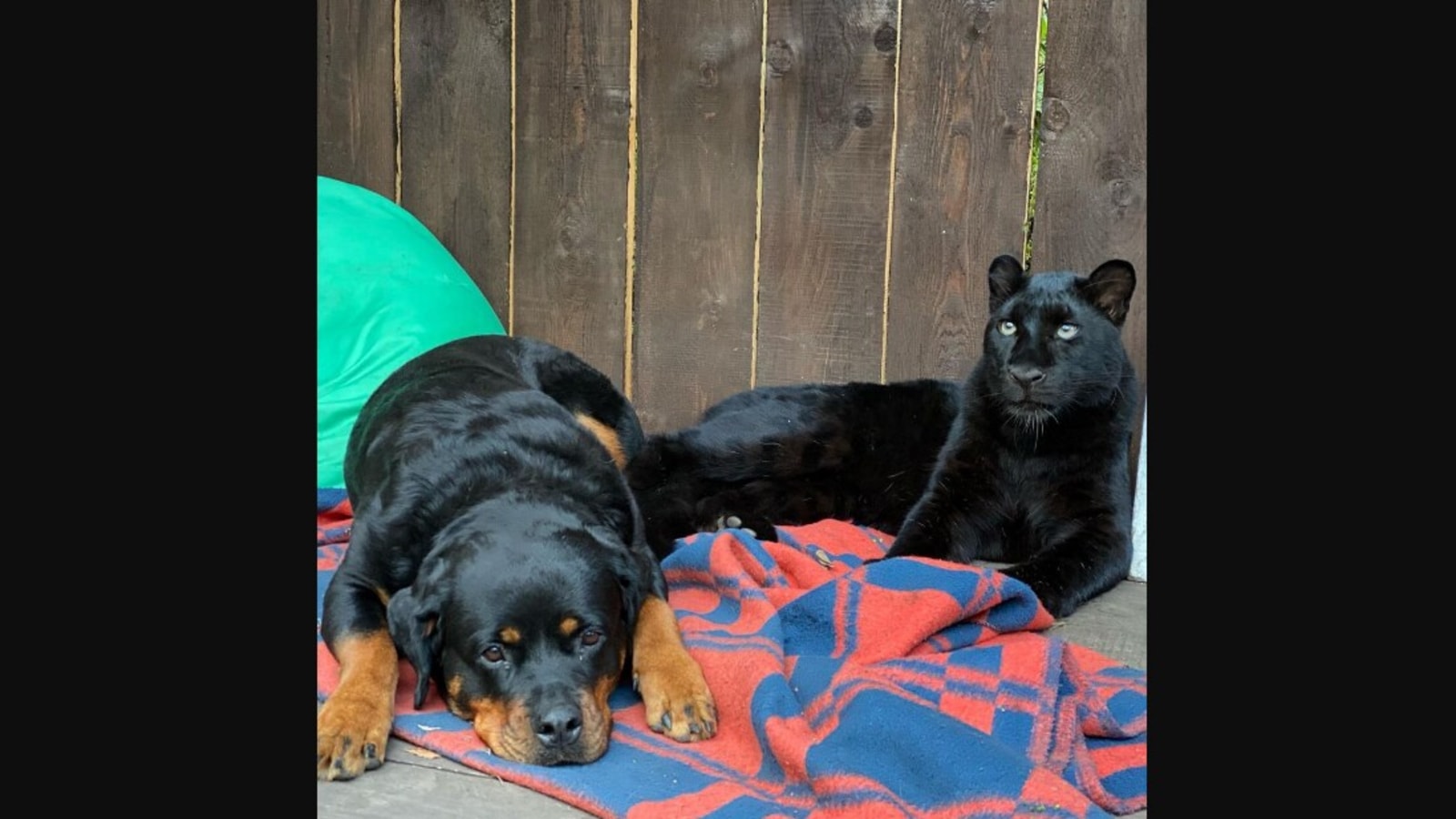 Panther and Rottweiler Become Best Friends After Woman Rescues Wild Cat  From Zoo