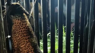 As per human-leopard conflict management guidelines given by the Union environment ministry, the additional principal chief conservator of forests (APCCF) Maharashtra, will head a committee of experts, veterinarians and forest department officials to decide the fate of the animal.