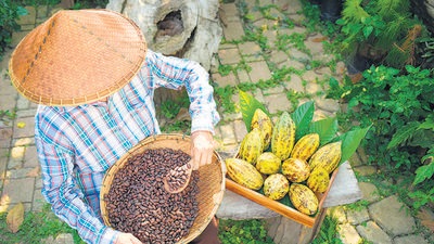 Today chocolate is a mass-produced pedestrian addiction that contributes millions of metric tonnes of carbon dioxide, deforestation, and questionable labour practices in developing countries where the core ingredients are obtained from. (Shutterstock) Today chocolate is a mass-produced pedestrian addiction that contributes millions of metric tonnes of carbon dioxide, deforestation, and questionable labour practices in developing countries where the core ingredients are obtained from. (Shutterstock)
