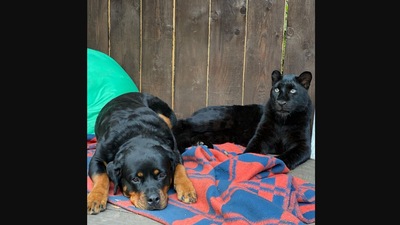 The image shows the dog and the black panther duo. (Instagram/@luna_the_pantera)