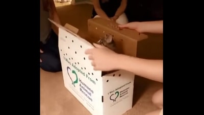 The image shows a cat coming out of a box. (Reddit./@Comfortable_Voice982)