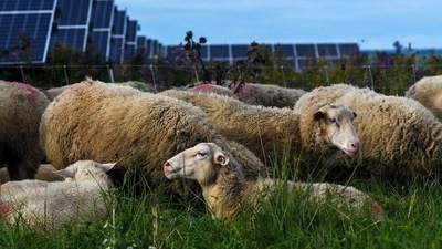 Sheep graze and rest at a solar farm at Cornell University in Ithaca, N.Y., Friday, Sept. 24, 2021. (AP) Sheep graze and rest at a solar farm at Cornell University in Ithaca, N.Y., Friday, Sept. 24, 2021. (AP)