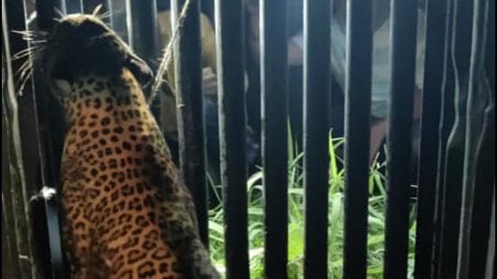 As per human-leopard conflict management guidelines given by the Union environment ministry, the additional principal chief conservator of forests (APCCF) Maharashtra, will head a committee of experts, veterinarians and forest department officials to decide the fate of the animal.