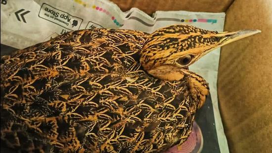 A female lesser florican - an endangered species of bustard endemic to India of which less than 270 are estimated to be alive in the wild - was rescued by the forest department in Solapur, Maharashtra earlier this week. (By arrangement)