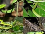 Vine snakes in the Western Ghats: In a revolutionary moment for reptilian taxonomy, researchers found that the commonly occurring green vine snake (Ahaetulla nasuta) from the Western Ghats was actually four distinct species. Clockwise from top left, they are the Northern Western Ghats vine snake (Ahaetulla borealis), Farnsworth’s vine snake (Ahaetulla farnsworthi), Malabar vine snake (Ahaetulla malabarica) and Wall’s vine snake (Ahaetulla isabellina). They look similar but are separated by ecological and geographical barriers. (Photo courtesy Ashok Kumar Mallik)