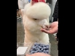This alpaca is seen wearing a bow and eating blueberries from a person's hand. (instagram/@lovely_alpacas) This alpaca is seen wearing a bow and eating blueberries from a person's hand. (instagram/@lovely_alpacas)