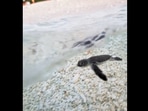 An adorable baby sea turtle takes its first swim in Australia. (instagram/@aleksmutated) An adorable baby sea turtle takes its first swim in Australia. (instagram/@aleksmutated)