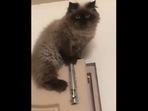 ‘Distinguished gentleman’ Himalayan cat sits on top of a door. (instagram/@jimmy_sophie_mimi) ‘Distinguished gentleman’ Himalayan cat sits on top of a door. (instagram/@jimmy_sophie_mimi)