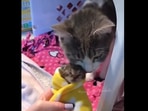 Cat meets kitten ‘purrito’ and gives endless snuggles, (instagram/@youngestoldcatlady) Cat meets kitten ‘purrito’ and gives endless snuggles, (instagram/@youngestoldcatlady)