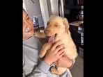 One of the dogs who engage in a yawning duel as its ‘hooman’ holds it. (twitter/@dog_rates) One of the dogs who engage in a yawning duel as its ‘hooman’ holds it. (twitter/@dog_rates)