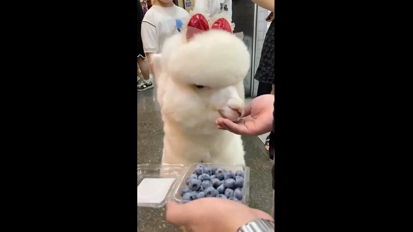 Alpaca wearing a bow, eats blueberries out of person's hand. Watch